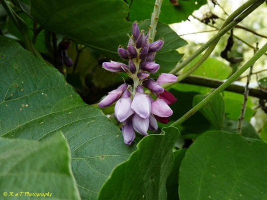 {Pueraria montana var. lobata}